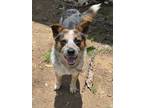 Adopt Clover a Gray/Silver/Salt & Pepper - with Black Australian Cattle Dog /