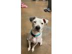 Adopt Princess a White - with Gray or Silver American Pit Bull Terrier / Mixed