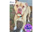 Adopt Zane a Tan/Yellow/Fawn Mixed Breed (Small) / Mixed Breed (Medium) / Mixed