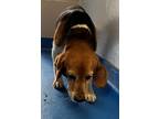 Adopt Clancy a Black Beagle / Mixed Breed (Medium) / Mixed (short coat) dog in