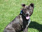 Adopt Tommy a Pit Bull Terrier / Mixed dog in Napa, CA (41041717)