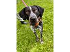 Adopt ODIN a Black Bluetick Coonhound / Mixed Breed (Medium) / Mixed (short