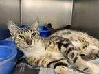 Adopt Little Debbie a Brown Tabby Domestic Shorthair / Mixed Breed (Medium) /