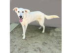 Adopt Gravy Boat (Available through Foster Care) a Brindle Great Pyrenees /