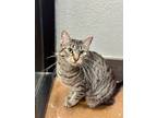Adopt Ino a Brown Tabby Domestic Shorthair (short coat) cat in Benbrook