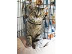 Adopt Lily a Brown Tabby Domestic Shorthair / Mixed Breed (Medium) / Mixed