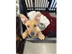 Adopt GOBY a Brown/Chocolate - with Black Dachshund / Terrier (Unknown Type