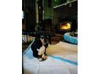 Adopt AGNUS a Black - with Tan, Yellow or Fawn Dachshund / Mixed dog in Chico