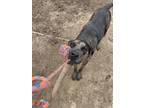 Adopt Ginger - RI a Merle Catahoula Leopard Dog / Mixed dog in Warren