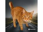 Adopt JoJo a Orange or Red Tabby Tabby (short coat) cat in New Castle