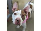 Adopt Adelaide a White American Pit Bull Terrier / Mixed dog in Wake Forest