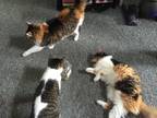 Adopt Emma a Brown Tabby Maine Coon / Mixed (medium coat) cat in Canton