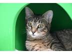Adopt Yin a Gray, Blue or Silver Tabby Domestic Shorthair (short coat) cat in