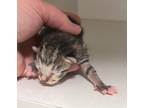 Adopt 55742535 a Brown Tabby Domestic Shorthair / Mixed Breed (Medium) / Mixed