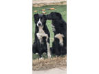 Adopt Alpha a Black Border Collie / Mixed Breed (Medium) / Mixed (short coat)