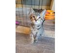 Adopt Ajax a Brown Tabby Domestic Shorthair / Mixed Breed (Medium) / Mixed