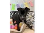 Adopt Dolly a Black Labrador Retriever / Mixed Breed (Medium) / Mixed (short