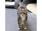 Adopt Penelope a Gray or Blue Domestic Mediumhair / Mixed Breed (Medium) / Mixed