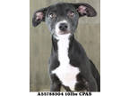 Adopt Daja a Black Golden Retriever / Mixed Breed (Medium) / Mixed (short coat)