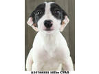 Adopt DeeDee a Black Golden Retriever / Mixed Breed (Medium) / Mixed (short