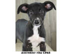 Adopt Dana a White Golden Retriever / Mixed Breed (Medium) / Mixed (short coat)