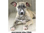 Adopt Dora a Brindle Golden Retriever / Mixed Breed (Medium) / Mixed (short