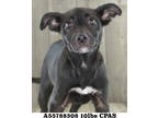 Adopt Dessi a Black Golden Retriever / Mixed Breed (Medium) / Mixed (short coat)