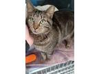 Adopt Squirrely Dan a Brown Tabby Domestic Shorthair / Mixed Breed (Medium) /