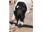 Adopt Amelia a White - with Black English Pointer / Mixed dog in Jacksonville