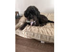 Adopt Suzee a Black Poodle (Toy or Tea Cup) / Mixed Breed (Medium) / Mixed