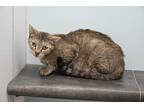 Adopt Cassey a Gray, Blue or Silver Tabby Domestic Shorthair (short coat) cat in