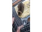 Adopt Leia a Brown or Chocolate Abyssinian / Mixed (short coat) cat in Troy