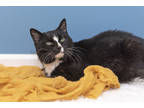 Adopt Miss Bella a All Black Domestic Shorthair / Mixed Breed (Medium) / Mixed