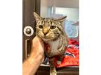 Adopt King a Brown Tabby Domestic Shorthair / Mixed Breed (Medium) / Mixed