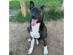 Adopt Realynn a Black - with White Shepherd (Unknown Type) / Plott Hound / Mixed