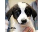 Adopt Gabriel-9668 a White Border Collie / Mixed Breed (Medium) / Mixed (medium