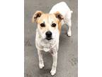 Adopt 160849 a White Australian Cattle Dog / Mixed Breed (Medium) / Mixed (short