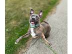 Adopt Bri a Brown/Chocolate American Pit Bull Terrier / Mixed Breed (Medium) /