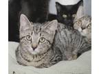 Adopt Vernita Green a Brown Tabby Domestic Shorthair / Mixed Breed (Medium) /