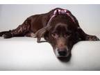 Adopt 24-221D Rebel a Brown/Chocolate Labrador Retriever / Basset Hound / Mixed