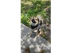 Adopt Zero a Brown/Chocolate - with Black German Shepherd Dog / Husky / Mixed