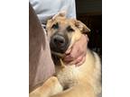 Adopt Remi a Brown/Chocolate - with Tan German Shepherd Dog / Mixed dog in