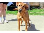Adopt Rory a Red/Golden/Orange/Chestnut Chesapeake Bay Retriever / Golden