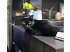 Adopt Bagheera a Domestic Shorthair / Mixed cat in Kingston, NY (40912915)