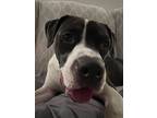 Adopt Reed a Black - with White Boxer / Pit Bull Terrier / Mixed dog in