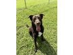 Adopt Nitro a Brown/Chocolate Labrador Retriever / Mixed Breed (Medium) / Mixed