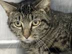 Adopt Plex a Brown Tabby Domestic Shorthair / Mixed Breed (Medium) / Mixed