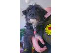 Adopt Freddi a Gray/Silver/Salt & Pepper - with Black Schnauzer (Miniature) /