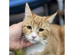 Adopt Arlene a Orange or Red Tabby Domestic Shorthair (short coat) cat in