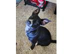 Adopt Belle (4 with Christy) a Brown/Chocolate Australian Shepherd / Terrier